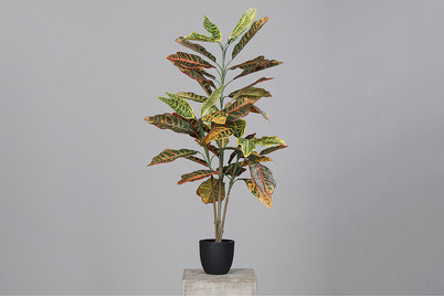 Image of Künstl. Croton im KST-Topf schwarz bei JUMBO