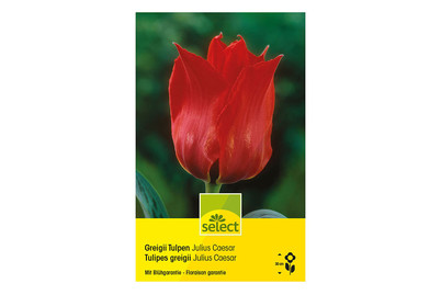 Image of Select Blumenzwiebel Gregii Tulpen Julius Caesar bei JUMBO