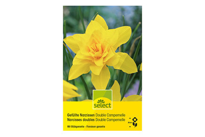 Image of Select Blumenzwiebel Narzissen Campernelle bei JUMBO