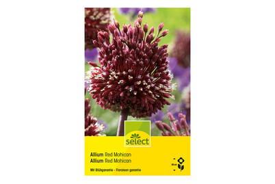 Image of Select Blumenzwiebel Allium Red Mohican