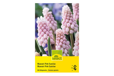 Image of Select Blumenzwiebel Muscari Pink Sunrise bei JUMBO
