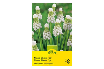 Image of Select Blumenzwiebel Muscari Siberian Tiger bei JUMBO