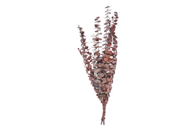 Image of Eukalyptus alura rot, ca. 65g bei JUMBO