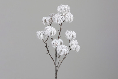 Image of Clematis Fruchstand beeist bei JUMBO