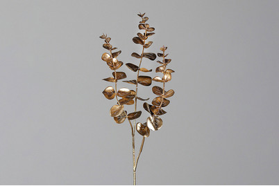 Image of Eukalyptus bei JUMBO