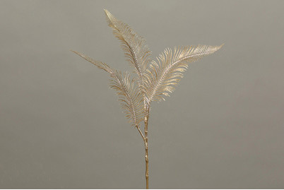 Image of Farnzweig bei JUMBO