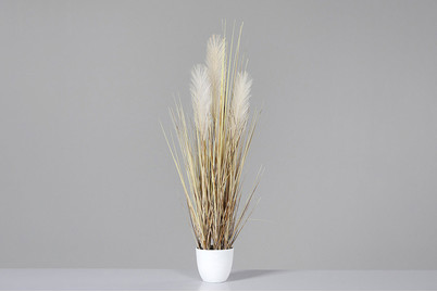 Image of Grasarrangement, trocken optik bei JUMBO