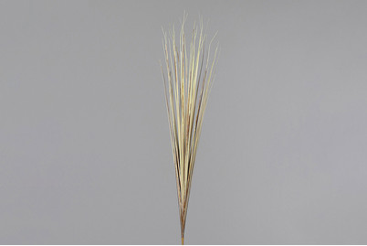 Image of Isolepsisgras, trocken optik bei JUMBO