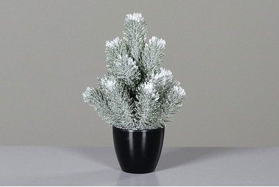 Image of Tannenbaum mit Schnee im Topf klein bei JUMBO