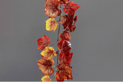 Image of Wein-Girlande bei JUMBO