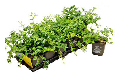 Image of Kleines Immergün Ø9cm 12er-Set bei JUMBO