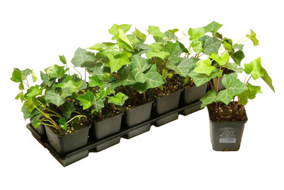 Image of Efeu grün Ø9cm 12er-Set bei JUMBO