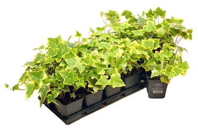 Image of Efeu grün-gelb Ø9cm 12er-Set bei JUMBO