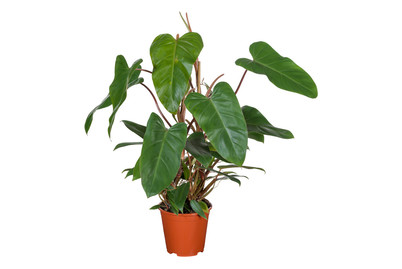Image of Philodendron Mix Ø19 bei JUMBO