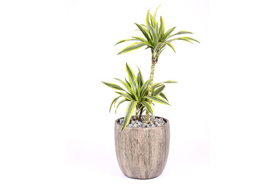 Image of Premium Hydro Dracaena Lemon Lime UT Ø30cm bei JUMBO