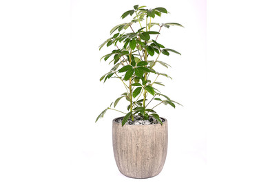 Image of Premium Hydro Schefflera UT Ø40cm bei JUMBO