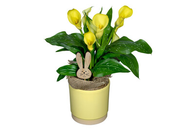 Image of Ostern Calla im CP bei JUMBO