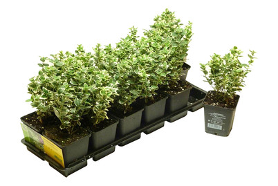 Image of Weissbunter Spindelstrauch Ø9cm 12er- Set bei JUMBO