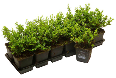 Image of Immergrüne Heckenkirsche Ø9cm 12er-Set bei JUMBO