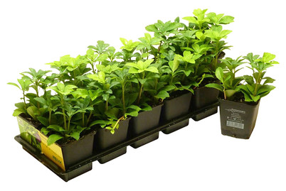 Image of Japanischer Ysander Ø9cm 12er-Set bei JUMBO