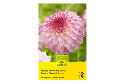 Image of select Dahlien Abratax bei JUMBO
