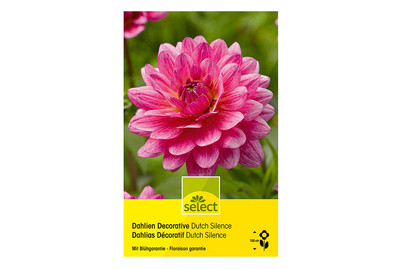 Image of select Dahlien Dutch Silence bei JUMBO
