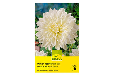 Image of select Dahlien Fleurel bei JUMBO