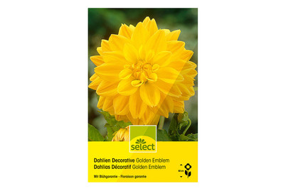 Image of Select Dahlien Golden Emblem bei JUMBO