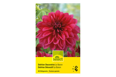 Image of Select Dahlien Le Baron bei JUMBO