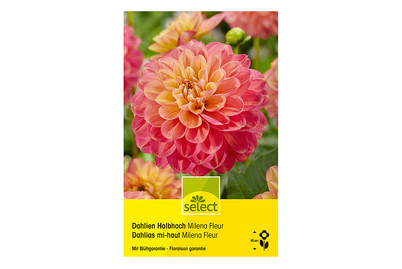 Image of Select Dahlien Milena Fleur bei JUMBO