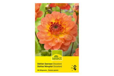 Image of Select Dahlien Graceland bei JUMBO