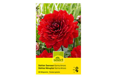 Image of Select Dahlien Karma Amora bei JUMBO
