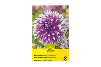 Image of Select Dahlien Table Dancer bei JUMBO