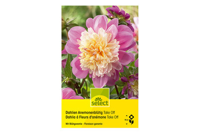 Image of Select Dahlien Take Off bei JUMBO