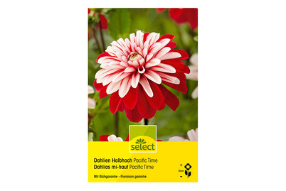 Image of Select Dahlien Pacific Time bei JUMBO