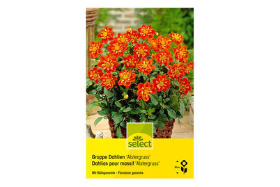 Image of Select Dahlien Alastergruss bei JUMBO