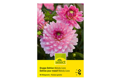 Image of Select Dahlien Melody Lizza bei JUMBO