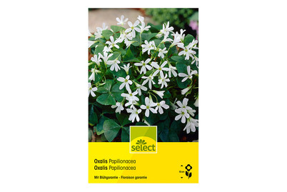 Image of Select Glücksklee weiss bei JUMBO