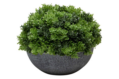 Image of Mauerpfeffer in grauem Topf bei JUMBO