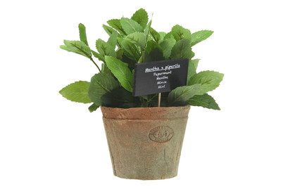 Image of Kunstminze Terracotta bei JUMBO