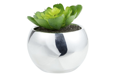 Image of A4 Succulent H7 Gruen IM Silberen Topf bei JUMBO