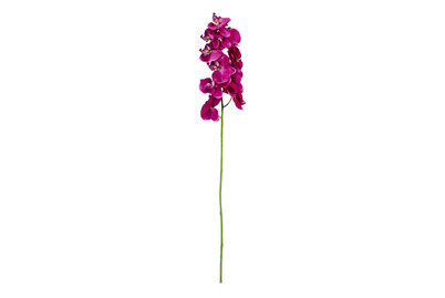 Image of Phalaenopsis violett 71cm