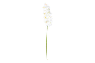 Image of Phalaenopsis weiss 71cm bei JUMBO