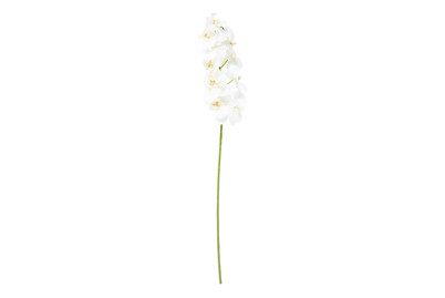 Image of Phalaenopsis weiss 71cm