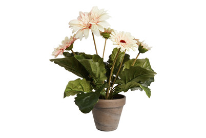 Image of Gerbera creme im Topf grau ØxH 30x35c bei JUMBO