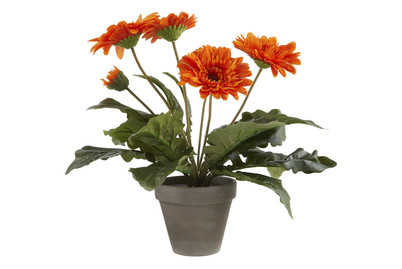 Image of Gerbera orange im Topf grau ØxH 30x35c bei JUMBO