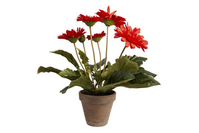 Image of Gerbera rot im Topf grau ØxH 30x35cm bei JUMBO