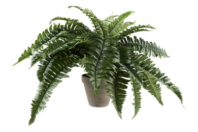 Image of Farn im Topf grau H 42cm bei JUMBO
