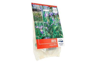 Image of Sumpfplanze Iris Versicolor best budget bei JUMBO