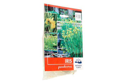 Image of Sumpfplanze Iris Spseudacorus best budget bei JUMBO